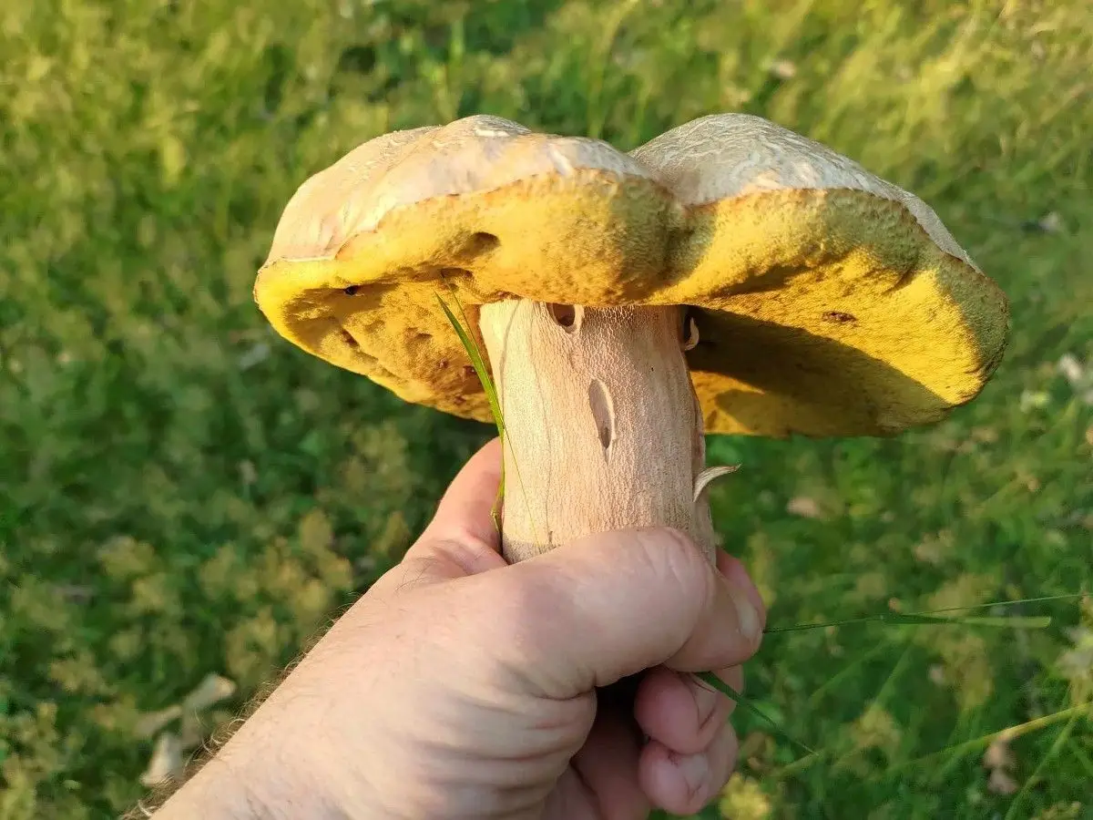 Borowik usiatkowany