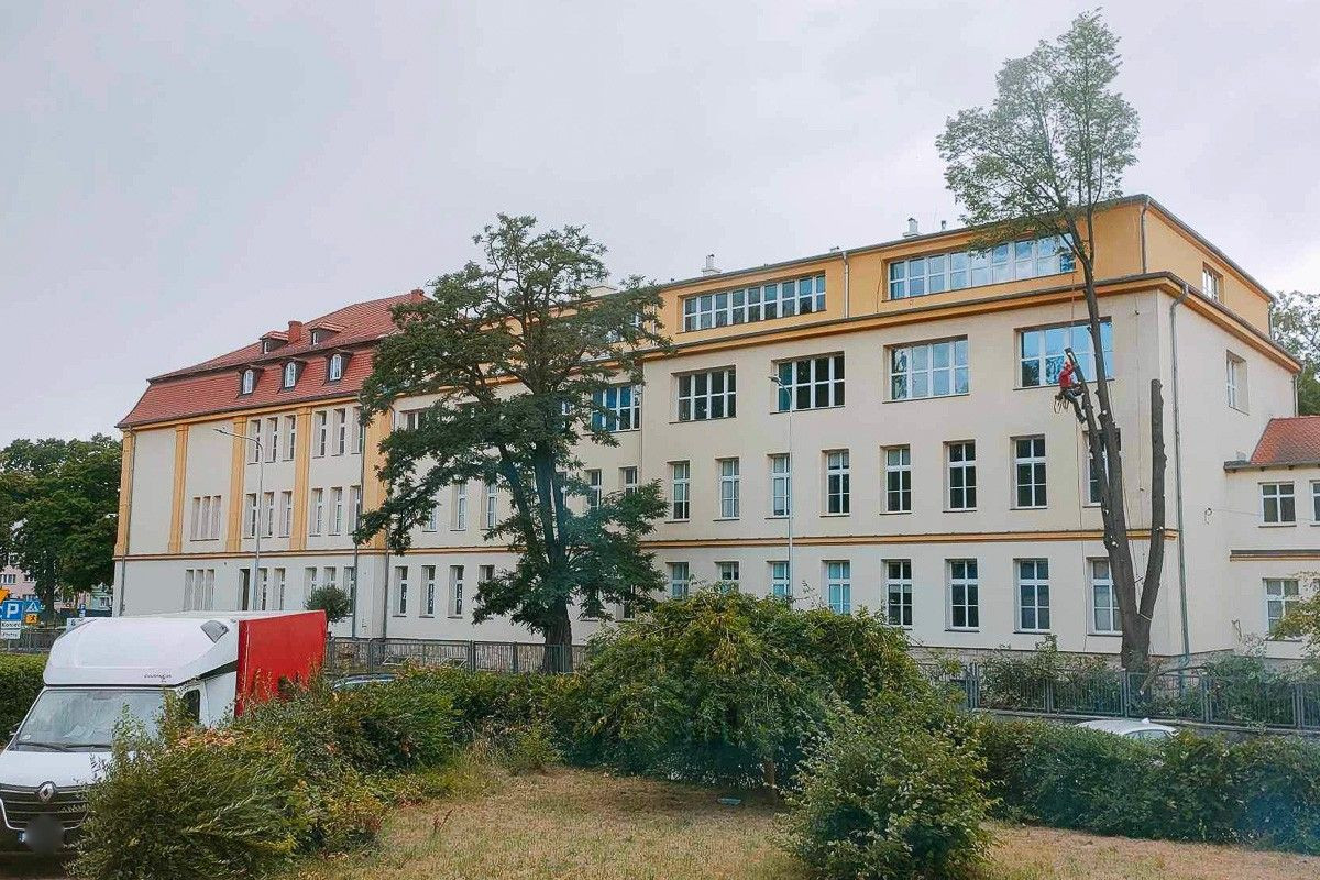 Wycinka i przycinanie drzew przy I Liceum Ogólnokształcącym w Bolesławcu