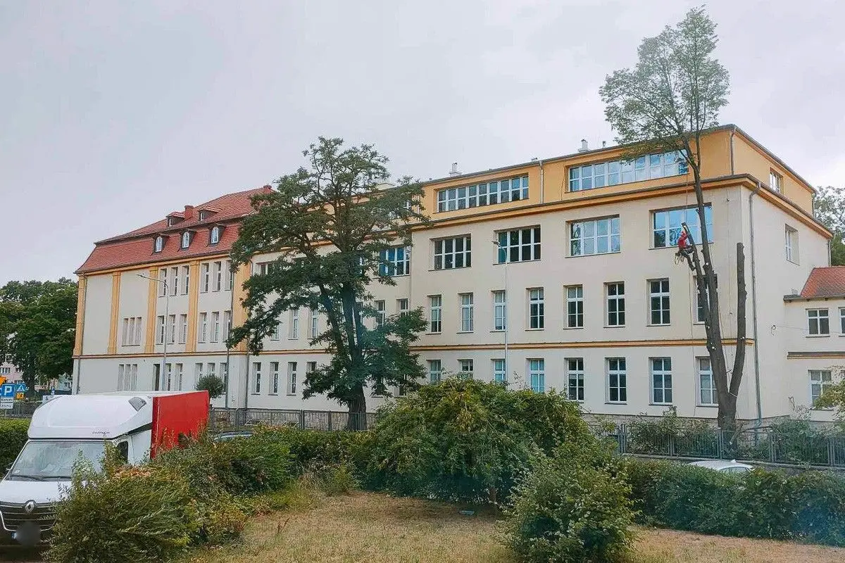 Wycinka i przycinanie drzew przy I Liceum Ogólnokształcącym w Bolesławcu