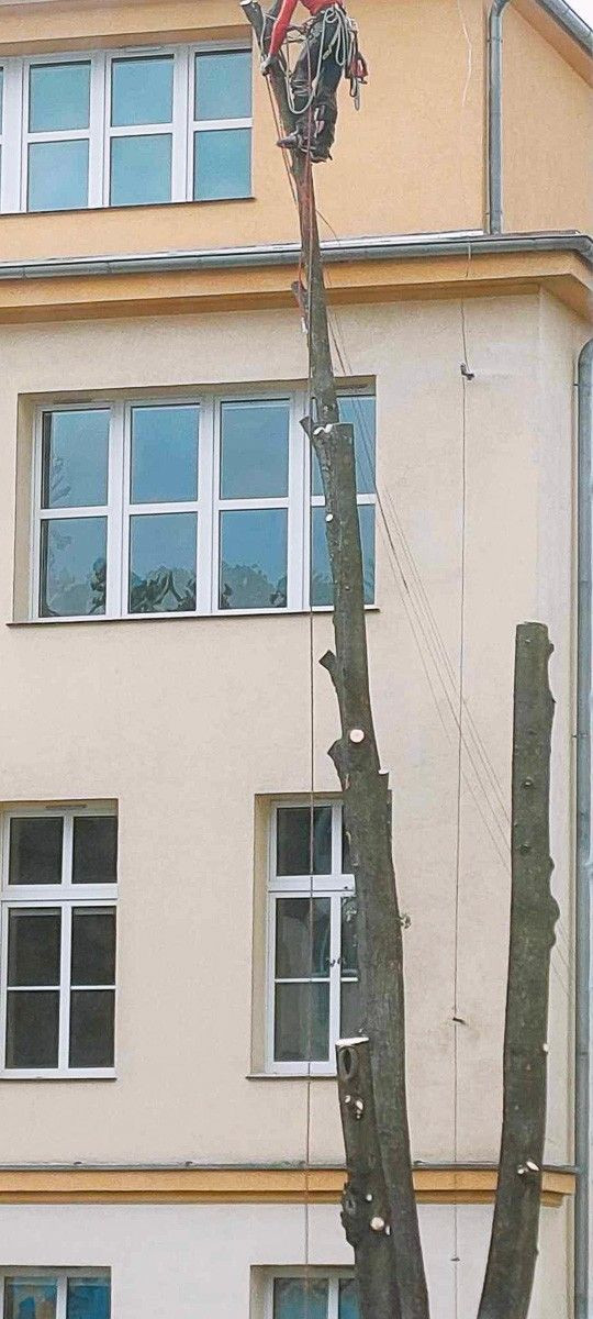 Wycinka i przycinanie drzew przy I Liceum Ogólnokształcącym w Bolesławcu