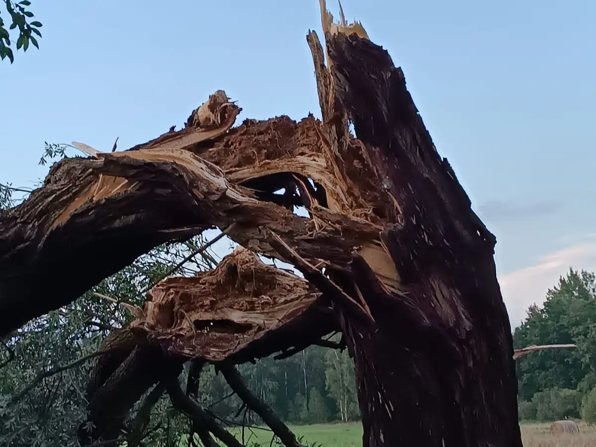 Strażacy usuwali skutki nawałnicy w powiecie bolesławieckim