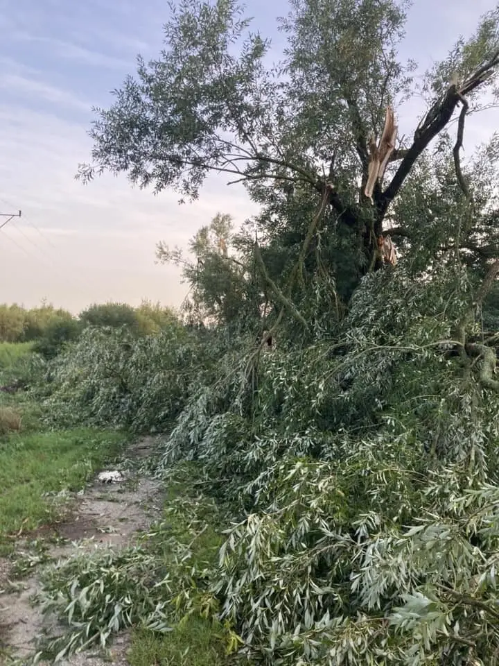 Strażacy usuwali skutki nawałnicy w powiecie bolesławieckim