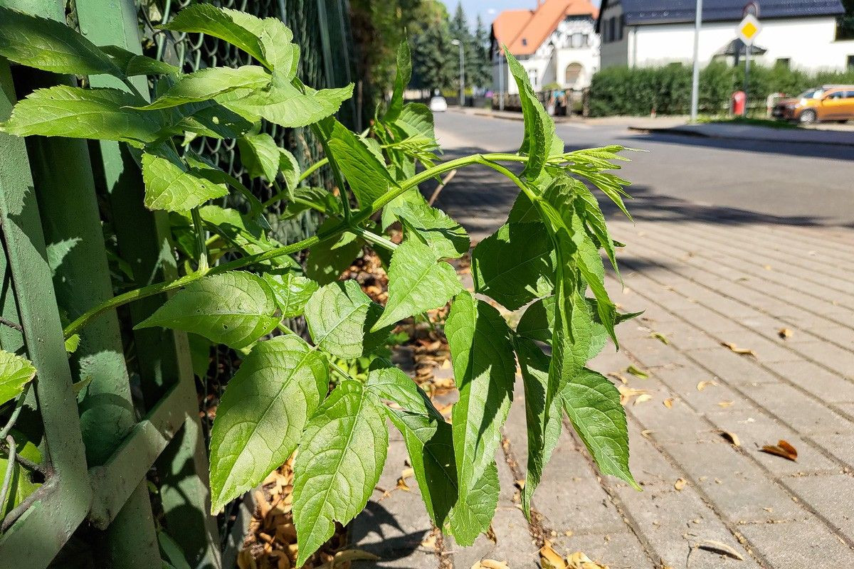 Ogrodzenie na skrzyżowaniu Gdańskiej i Kwiatowej w Bolesławcu