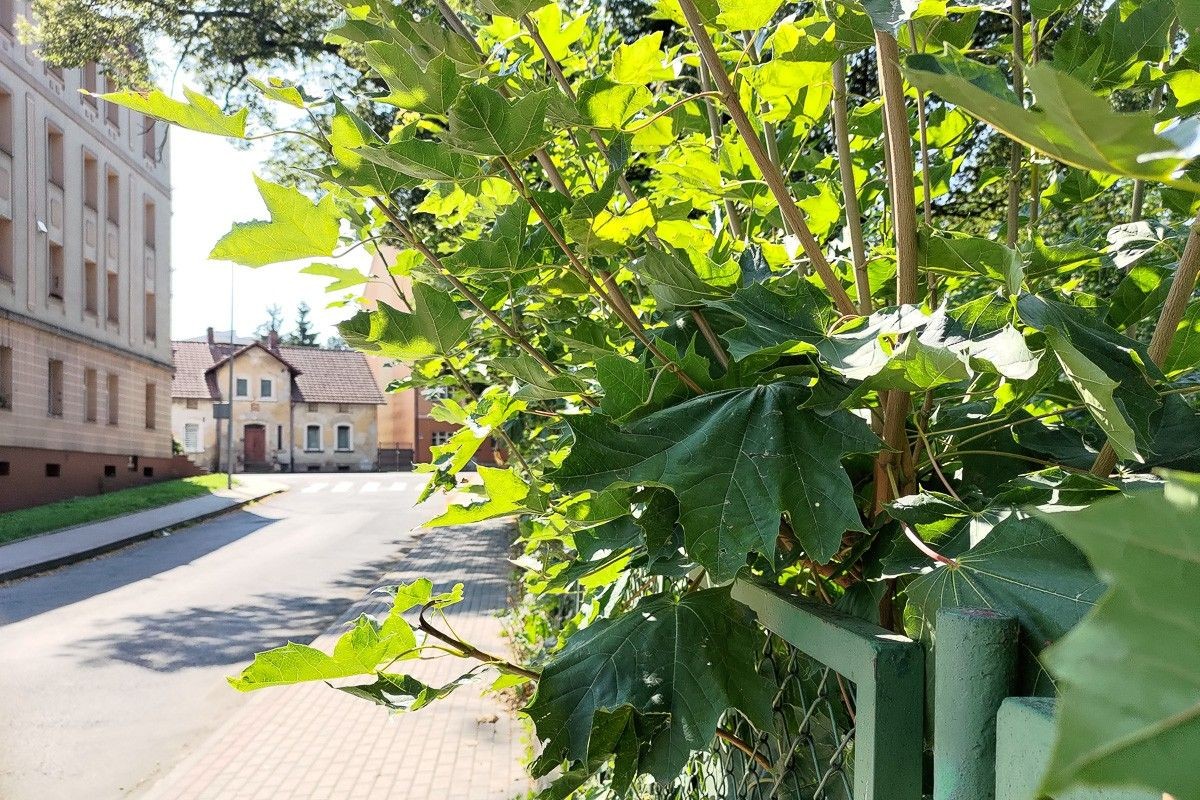 Ogrodzenie na skrzyżowaniu Gdańskiej i Kwiatowej w Bolesławcu