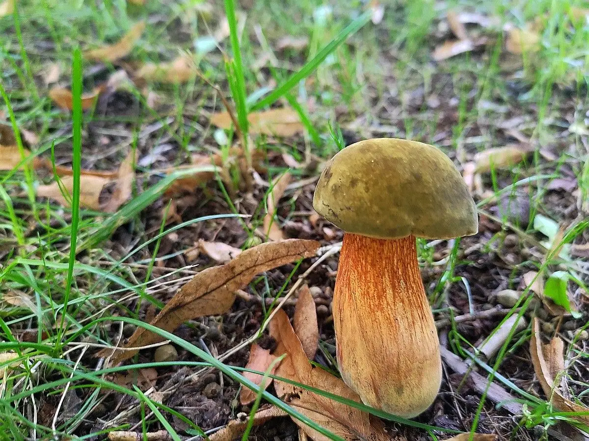 Grzyby jadalne rosnące na terenie Bolesławca
