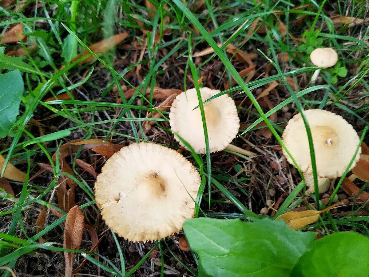 Grzyby jadalne rosnące na terenie Bolesławca