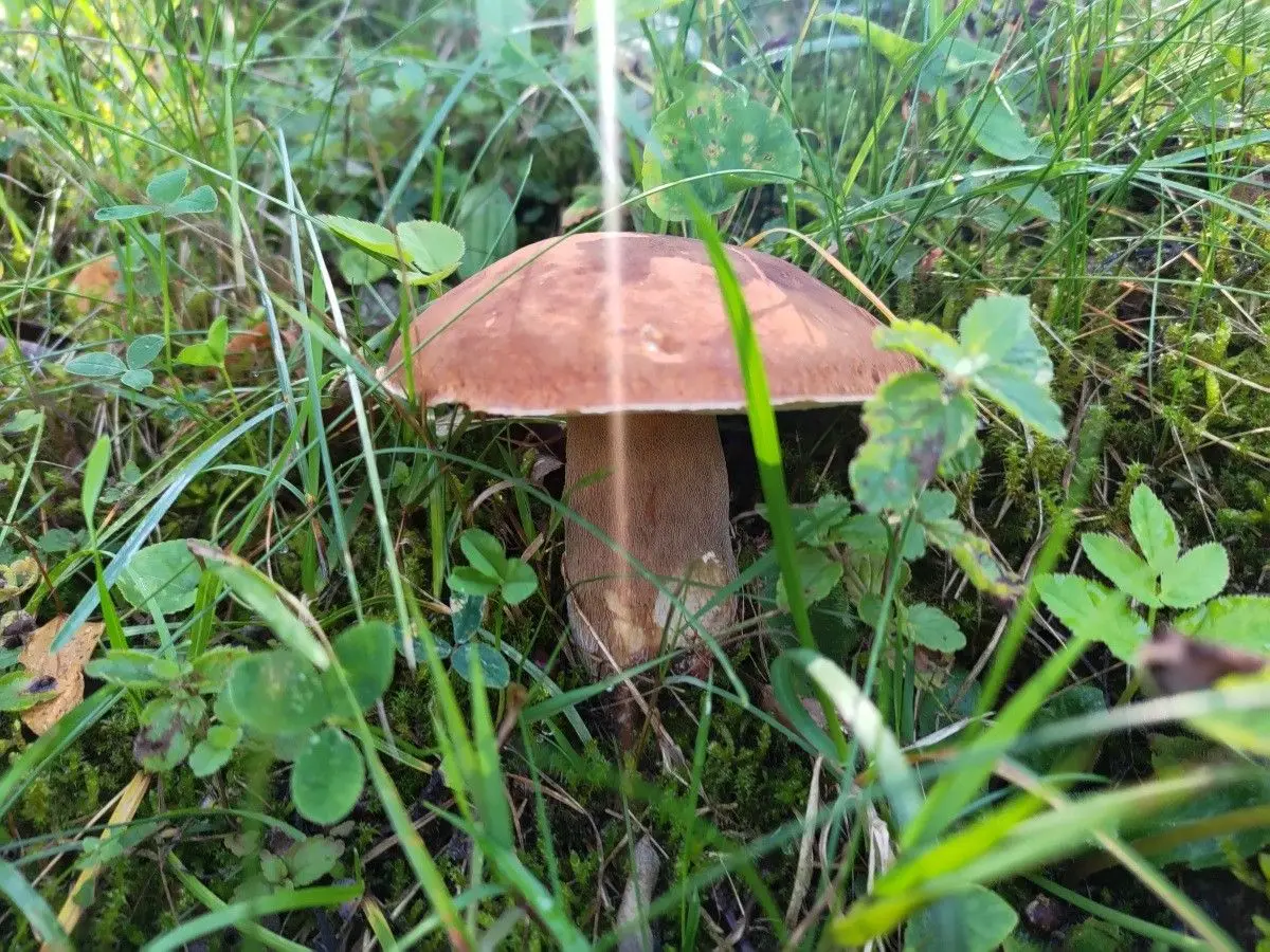 Grzyby jadalne rosnące na terenie Bolesławca