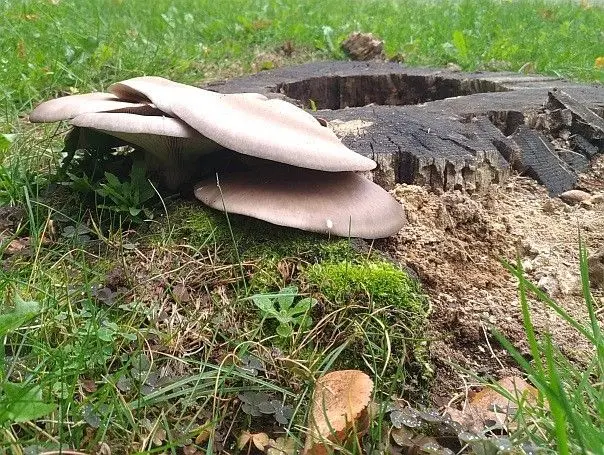Grzyby jadalne rosnące na terenie Bolesławca