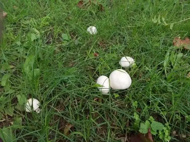 Grzyby jadalne rosnące na terenie Bolesławca