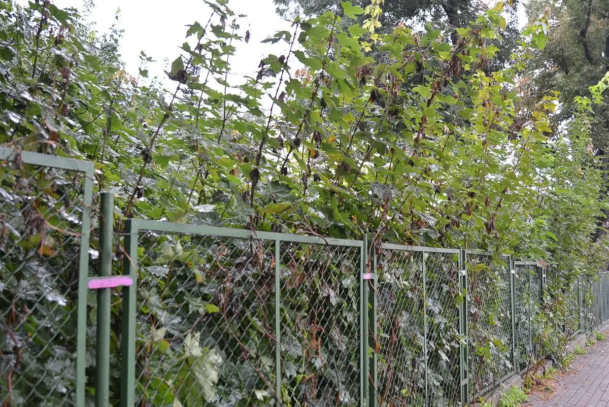 Ogrodzenie przy krzyżówce Kwiatowa–Gdańska w Bolesławcu