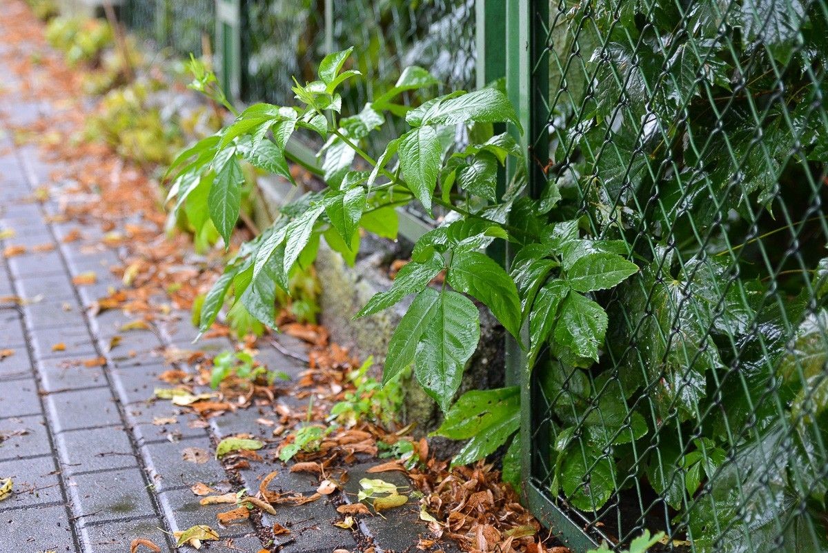 Ogrodzenie przy krzyżówce Kwiatowa–Gdańska w Bolesławcu