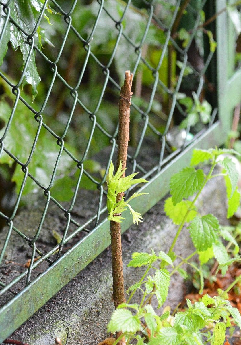 Ogrodzenie przy krzyżówce Kwiatowa–Gdańska w Bolesławcu