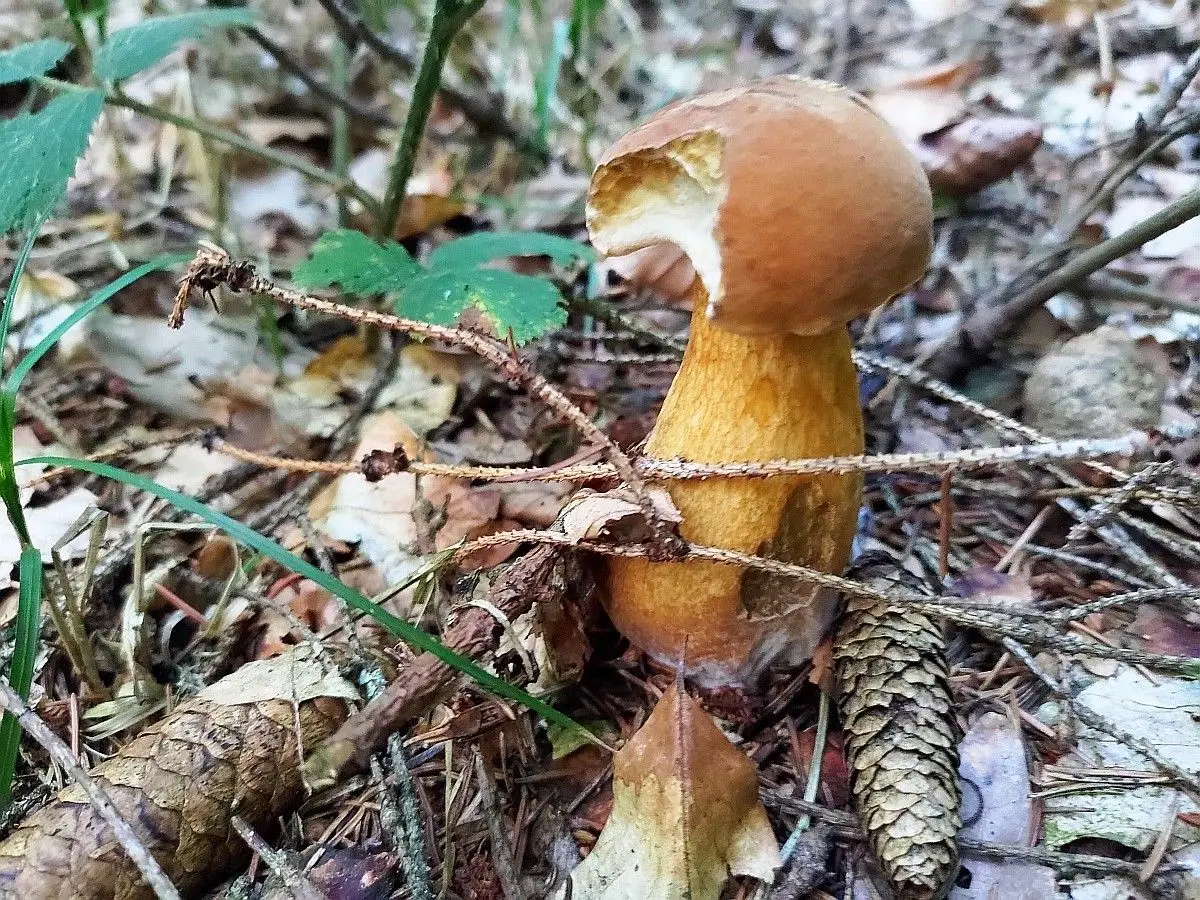 Goryczak żółciowy - niejadalny grzyb naszych lasów