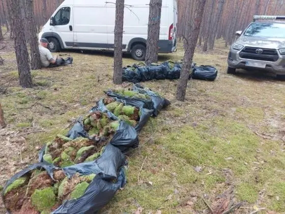 Działania Straży Leśnej Bolesławiec