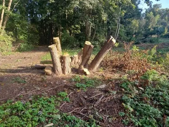 Działania Straży Leśnej Bolesławiec