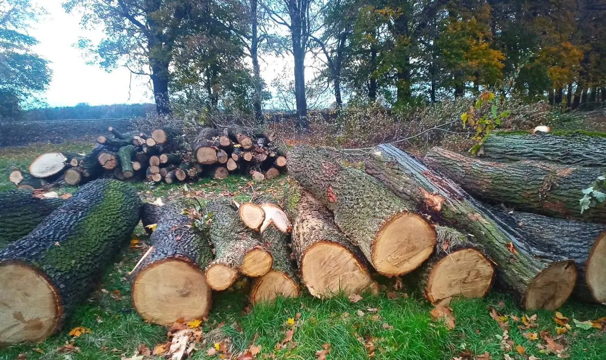 Wycięte drzewa