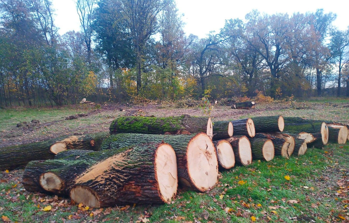 Wycięte drzewa