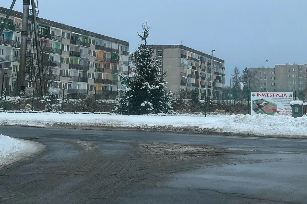 Ścięte drzewa przy szkole
