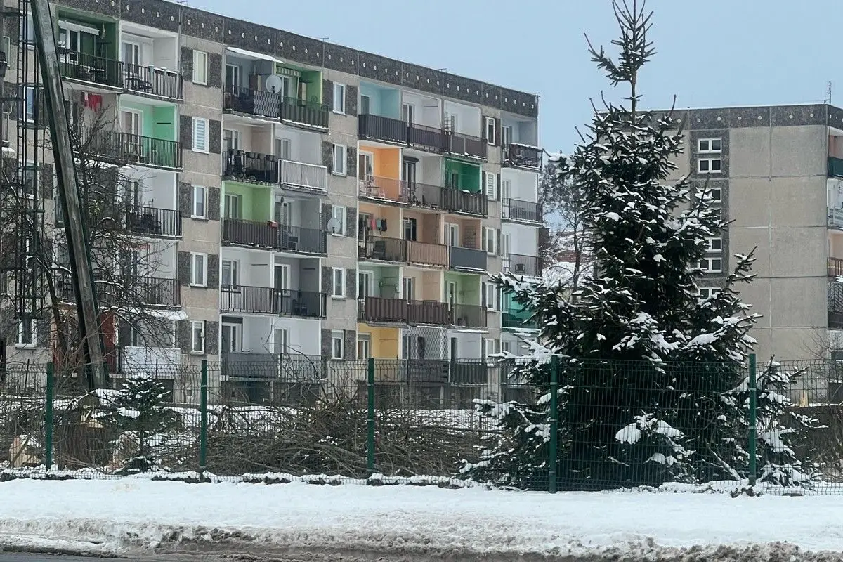 Ścięte drzewa przy szkole