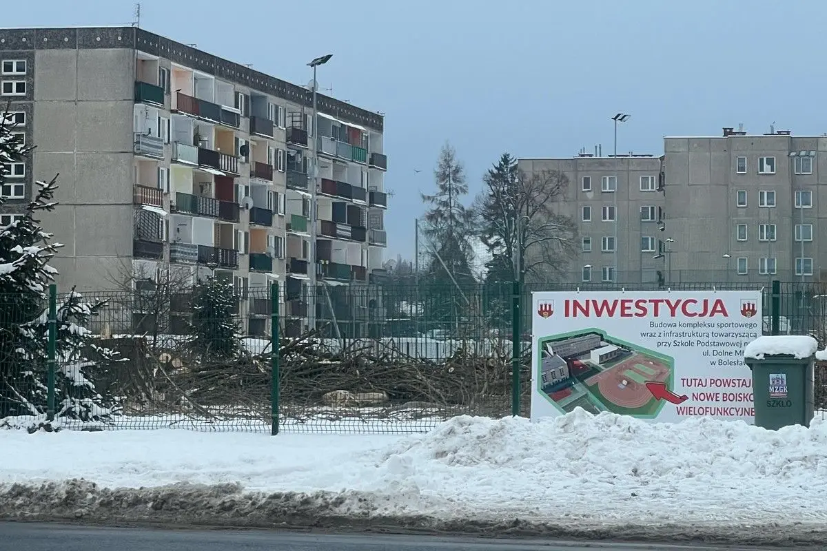 Ścięte drzewa przy szkole