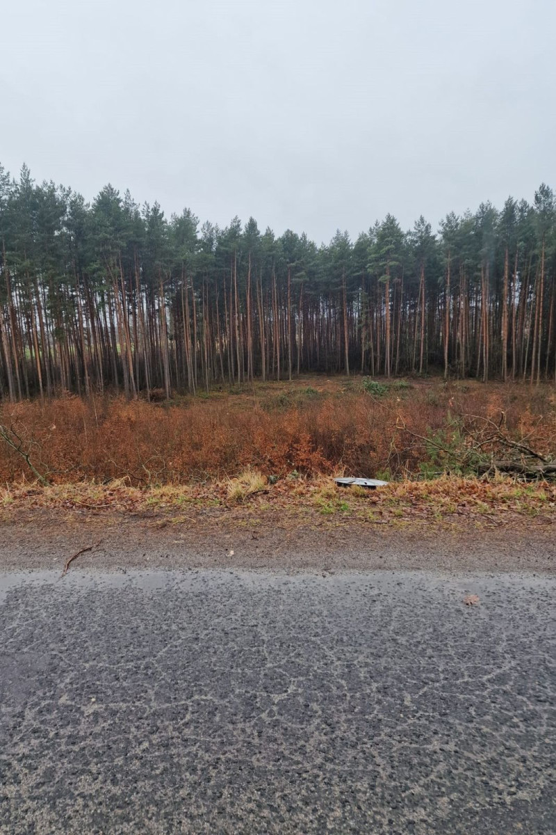 Droga między Parzycami a Kierżnem