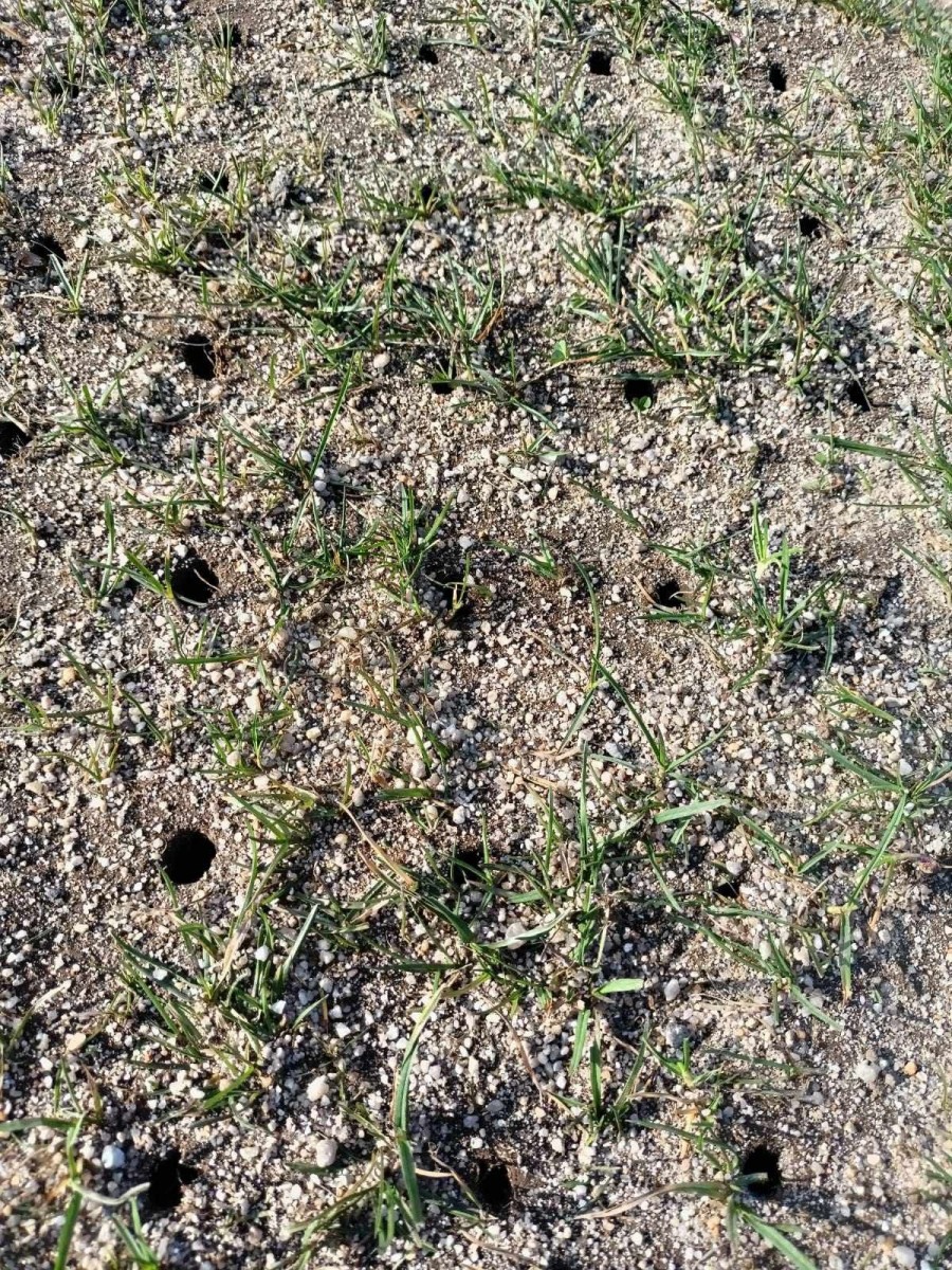 Prace na płytach boiskowych w Bolesławcu