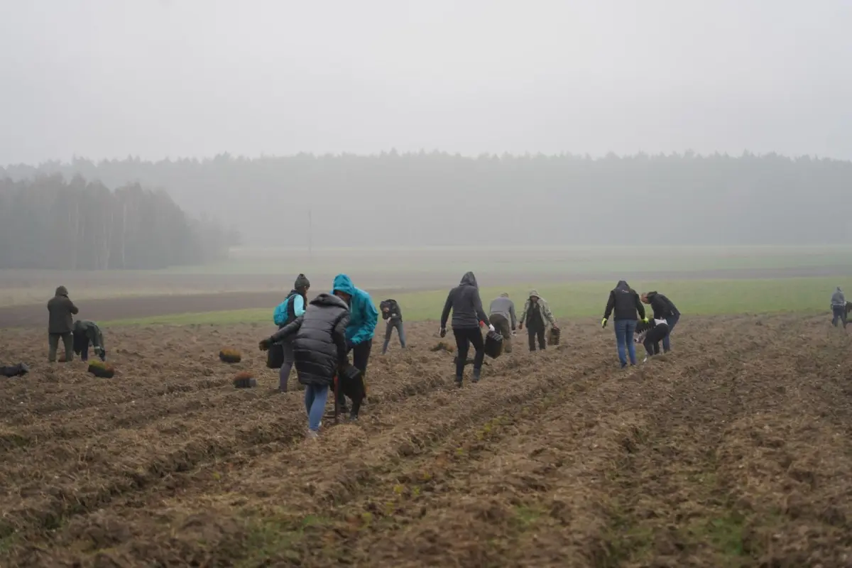 Wyjątkowy projekt sadzenia lasu