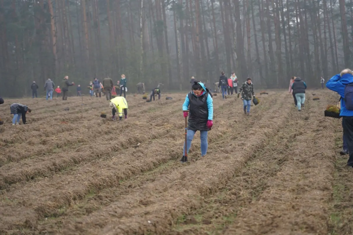 Унікальний проєкт із висаджування лісу
