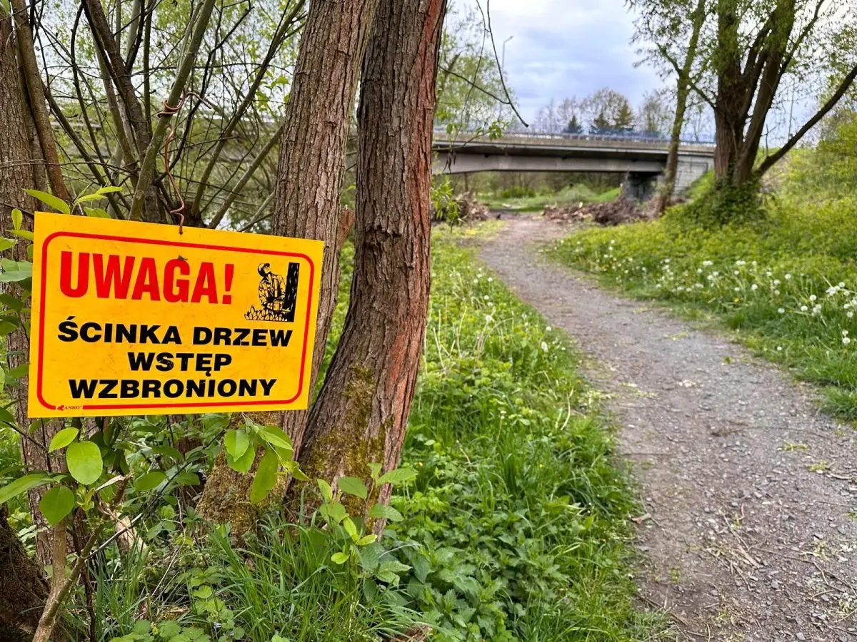 Ruszyły prace przy budowie mostu nad rzeką Bóbr. Wycięto drzewa