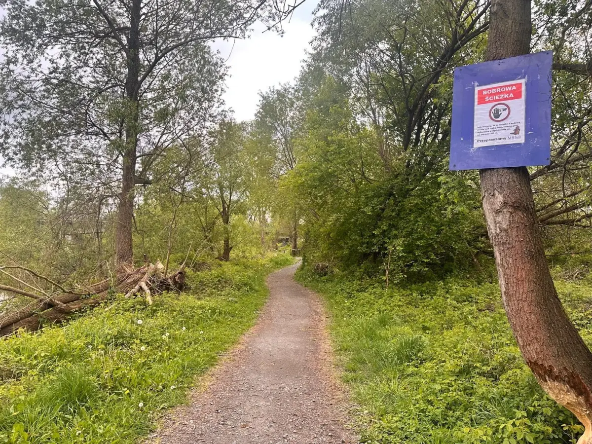 Ruszyły prace przy budowie mostu nad rzeką Bóbr. Wycięto drzewa