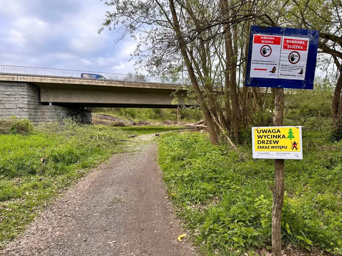 Ruszyły prace przy budowie mostu nad rzeką Bóbr. Wycięto drzewa