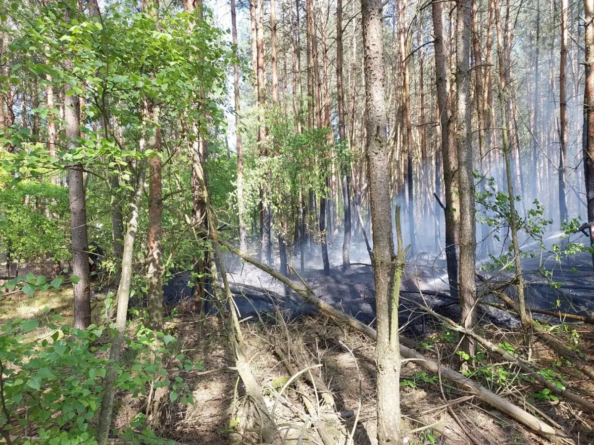 Pożar lasu w Parowej