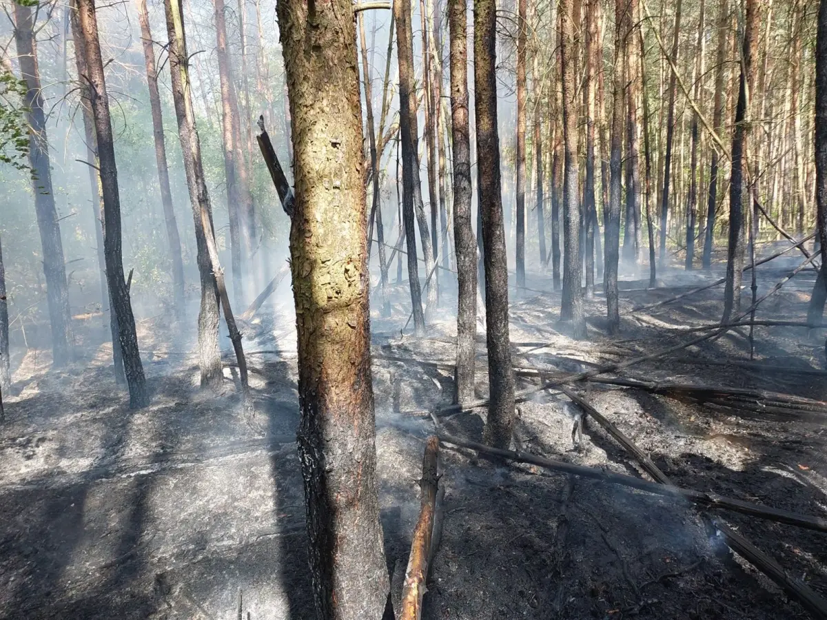 Pożar lasu w Parowej