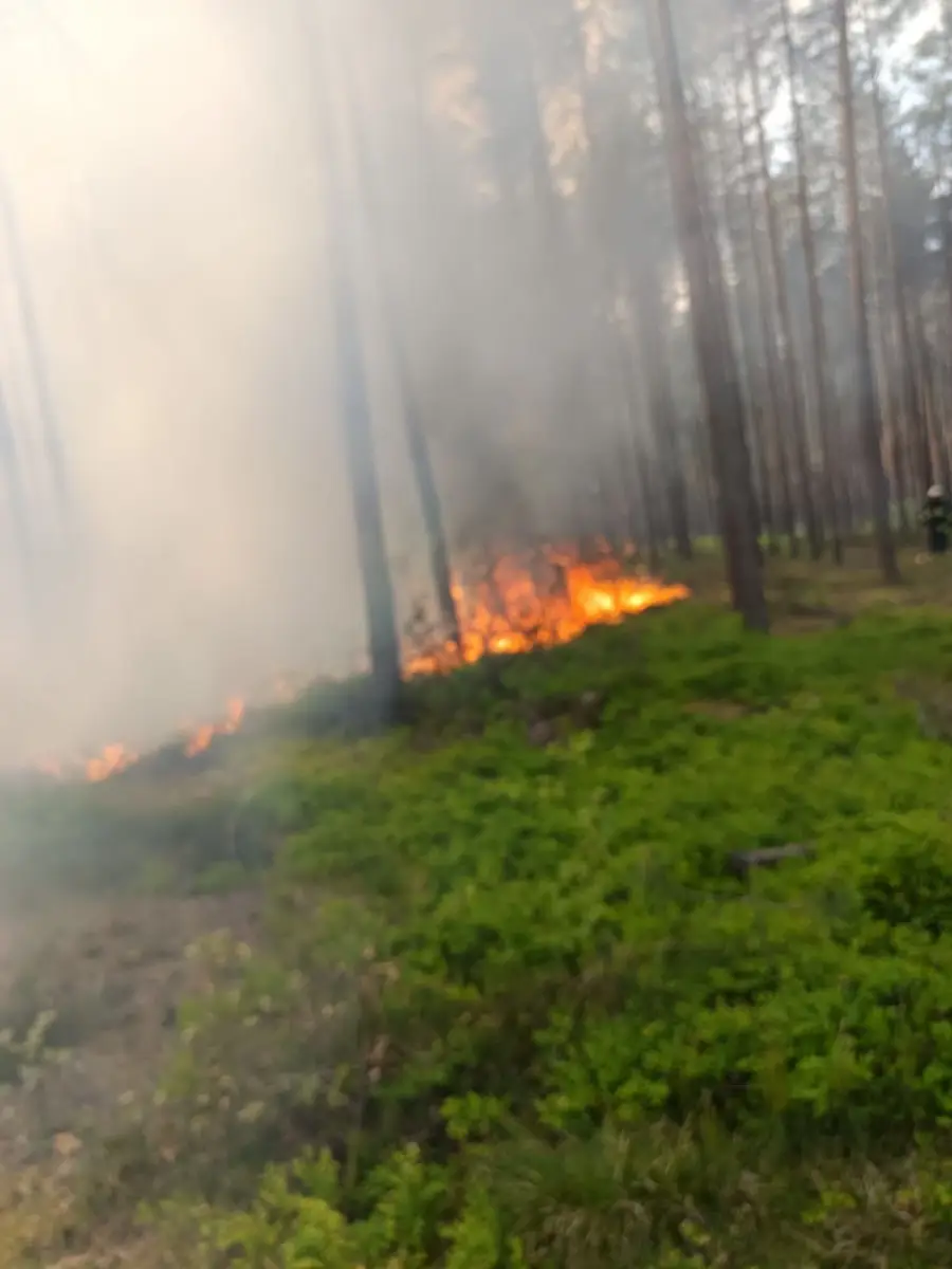 Pożar lasu koło Gromadki