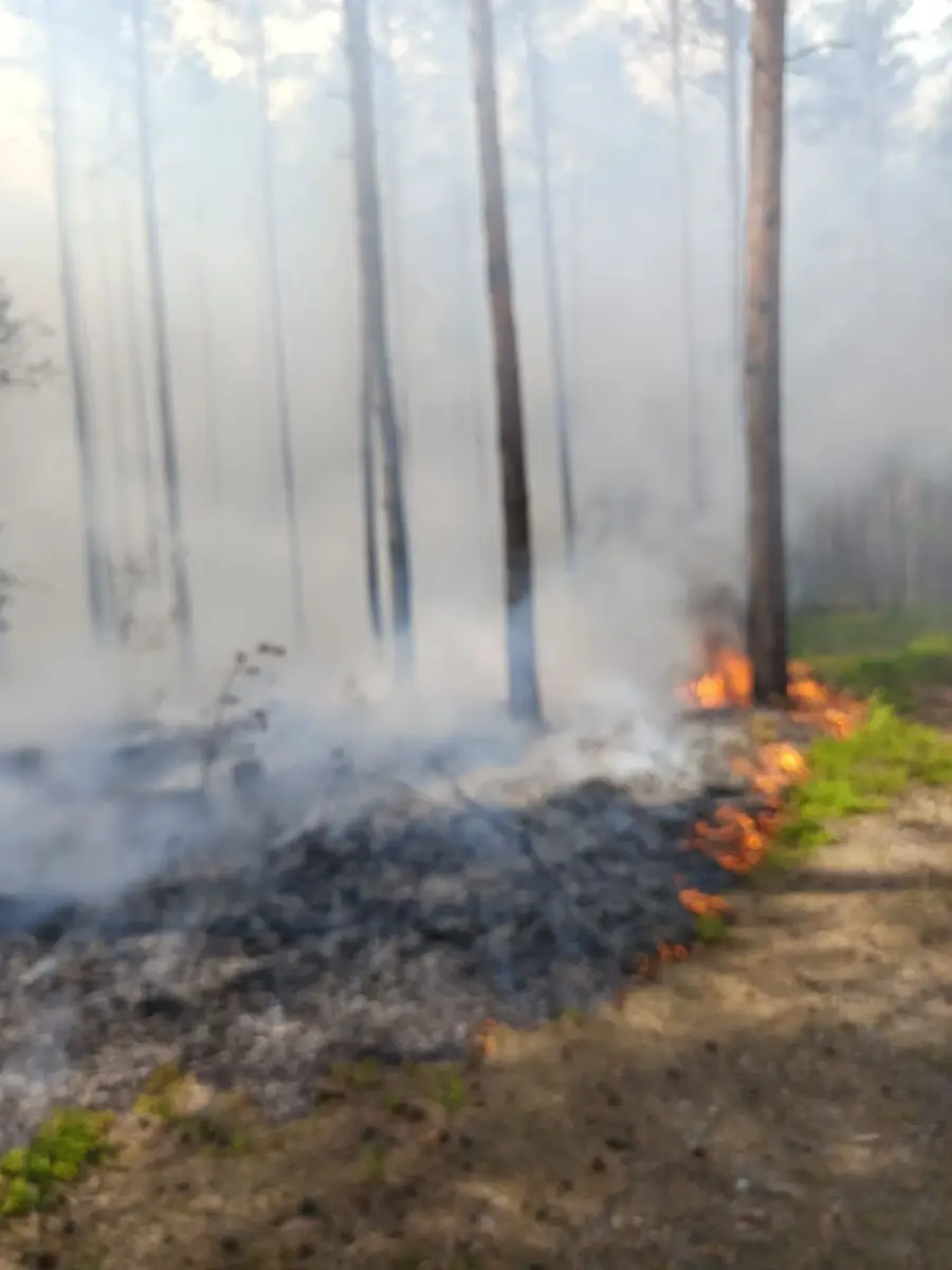 Pożar lasu koło Gromadki