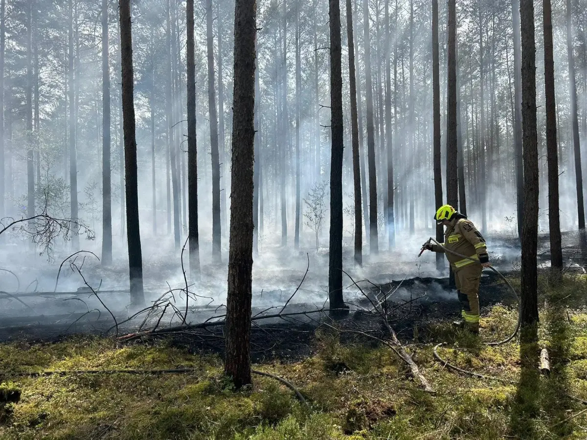 Pożar lasu koło Gromadki