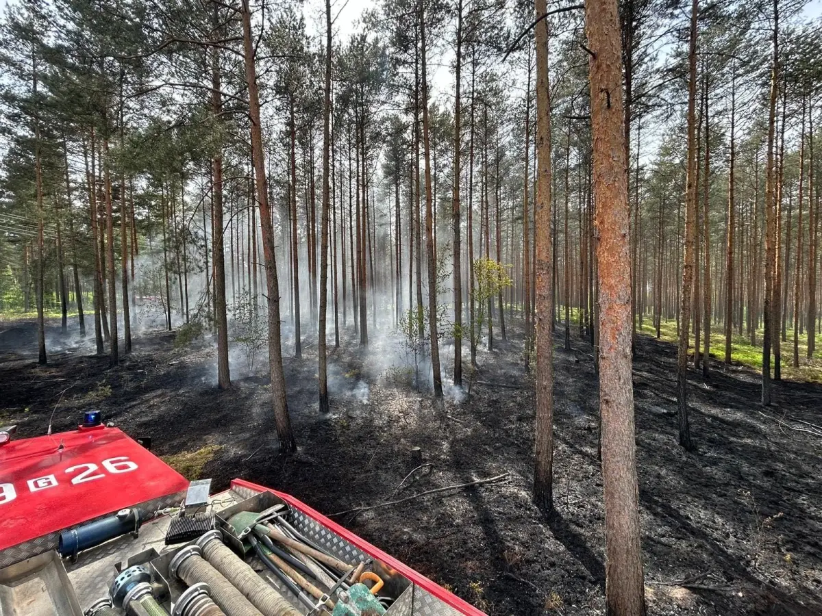 Pożar lasu koło Gromadki