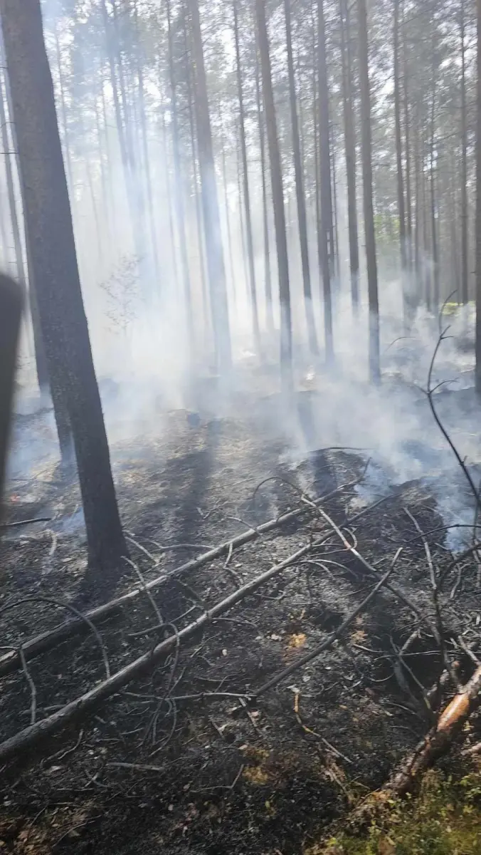Pożar lasu koło Gromadki