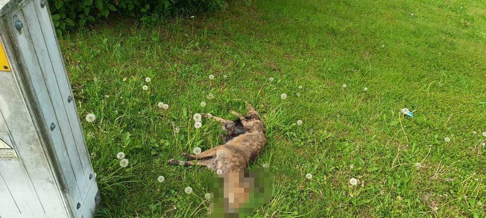 Martwy lis niedaleko stacji paliw