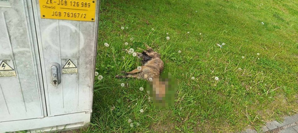 Martwy lis niedaleko stacji paliw