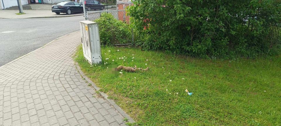 Martwy lis niedaleko stacji paliw