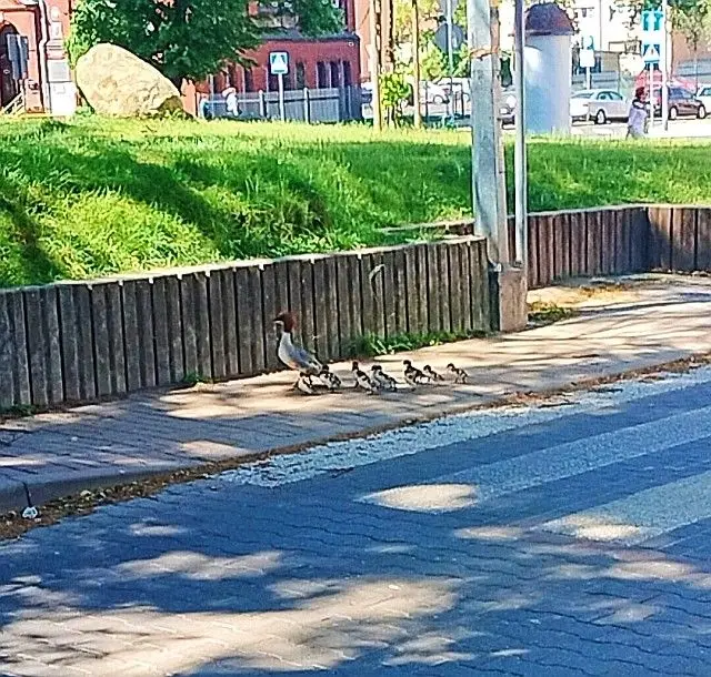 Nurogeś z młodymi na ulicy Parkowej
