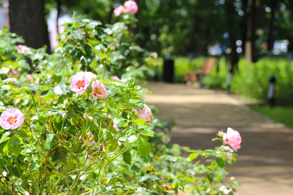 Nowy park przy ulicy Zgorzeleckiej w Bolesławcu