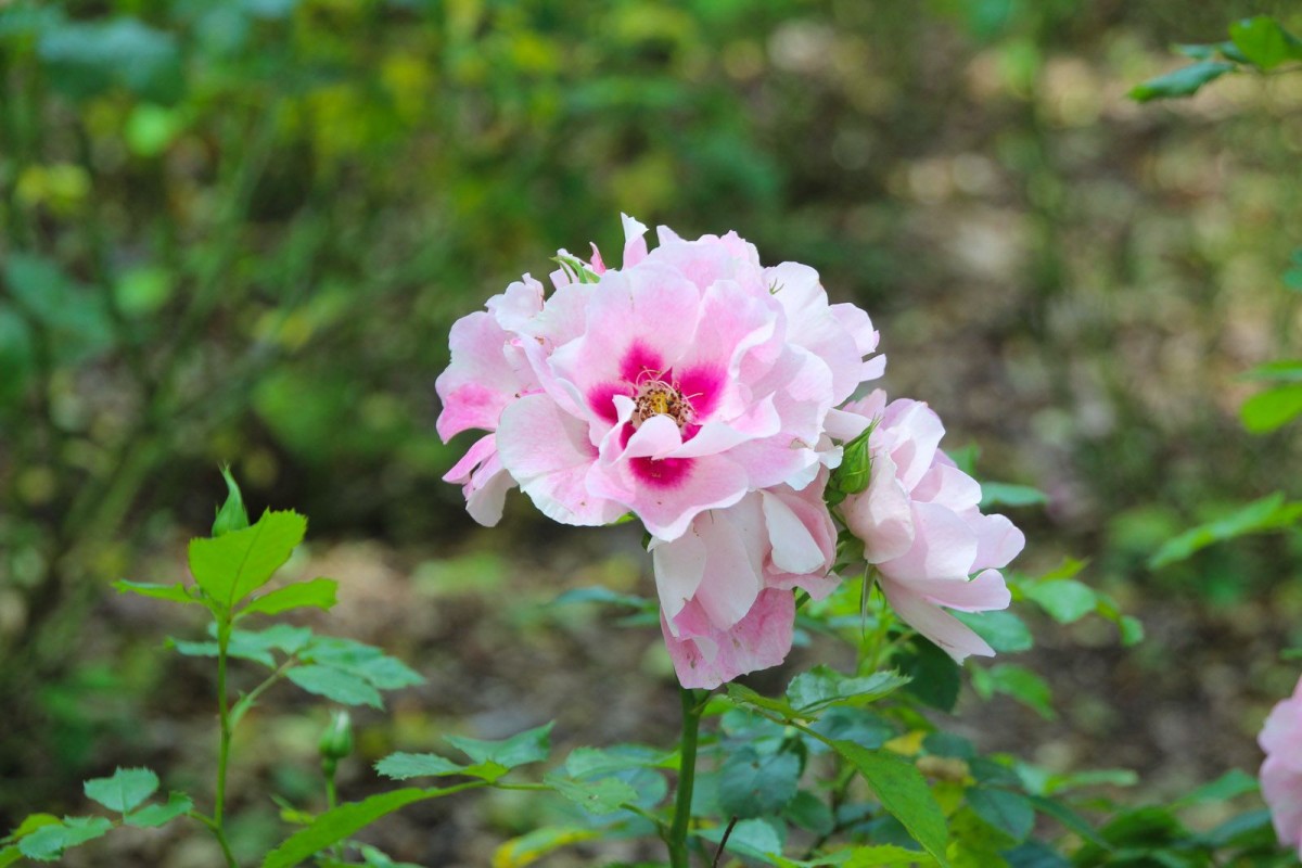 Nowy park przy ulicy Zgorzeleckiej w Bolesławcu
