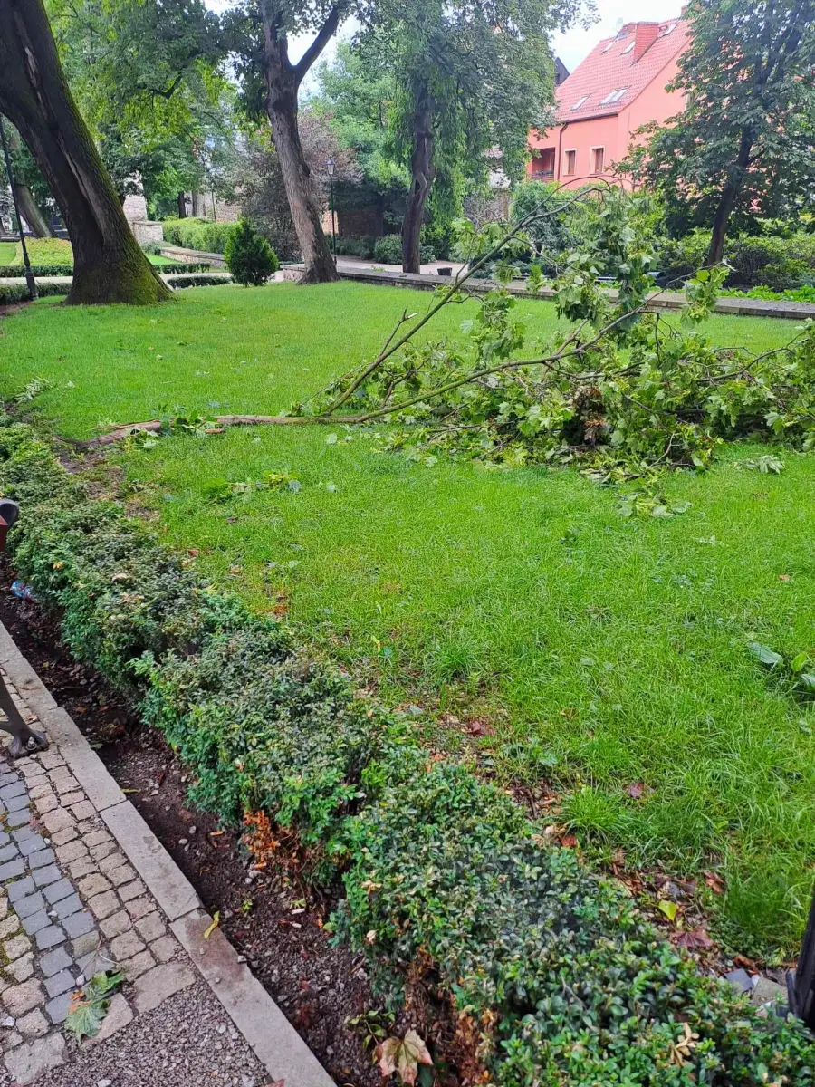Połamane konary drzew w Bolesławcu