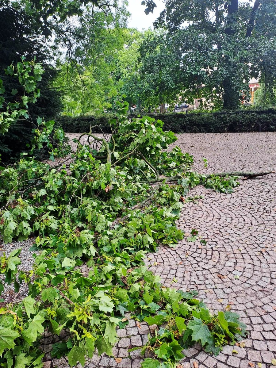 Połamane konary drzew w Bolesławcu