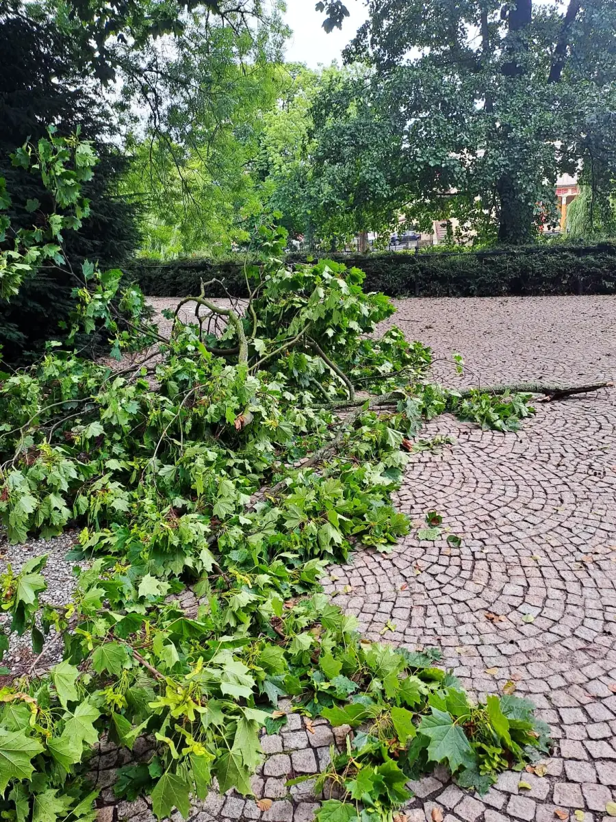 Połamane konary drzew w Bolesławcu
