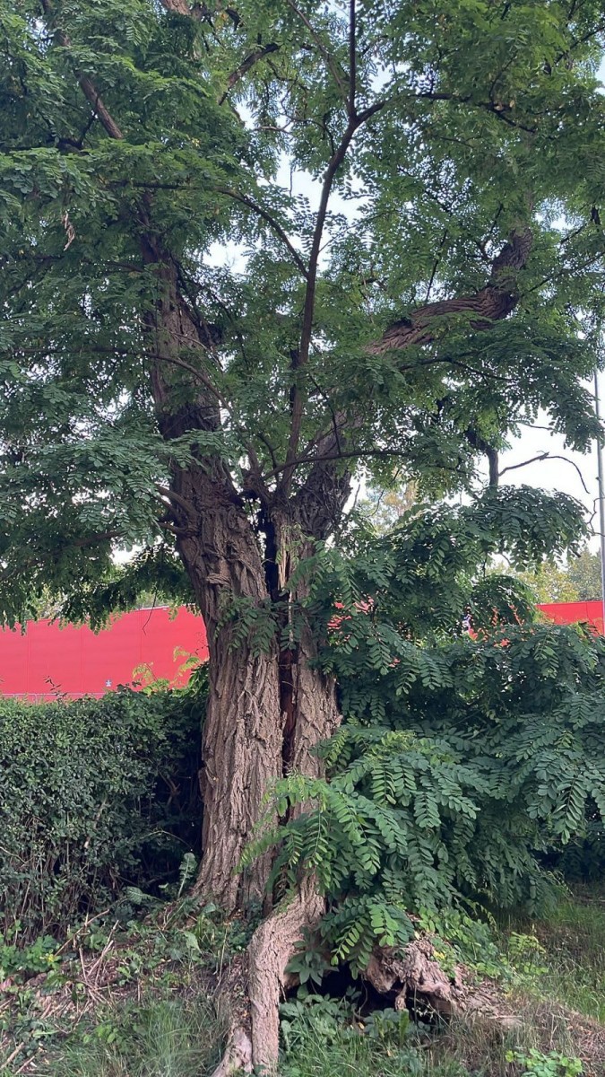 Akcja przy ulicy Podgórnej w Bolesławcu