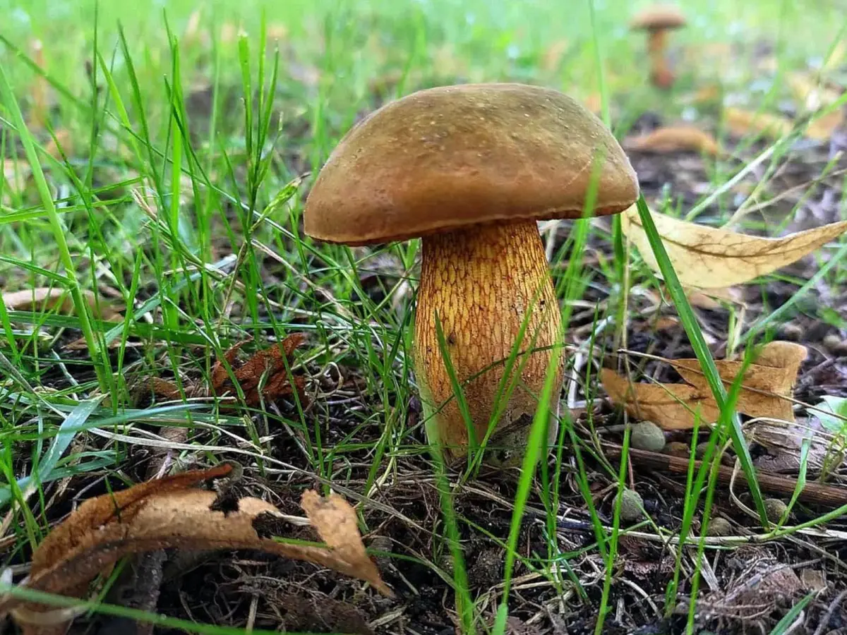 Kolorowe borowiki: modroborowik ponury