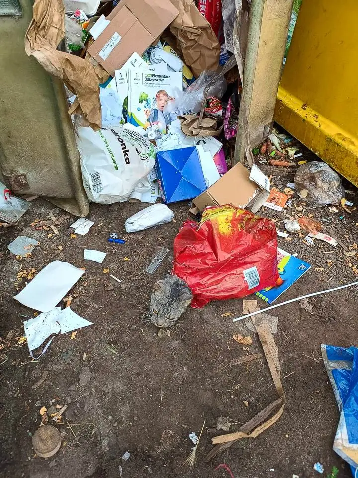 Кіт у смітнику